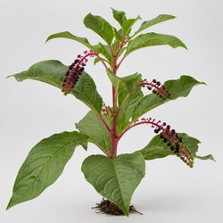 Pokeweed Identification Guide