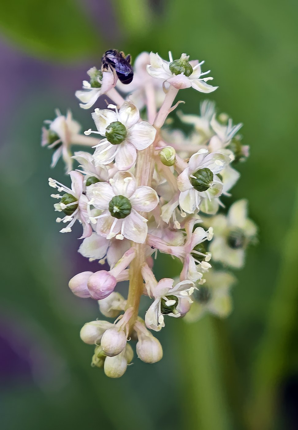Pokeweed (Phytolacca americana)