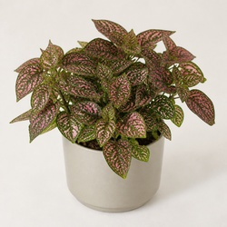 Polka Dot Plant Identification Guide