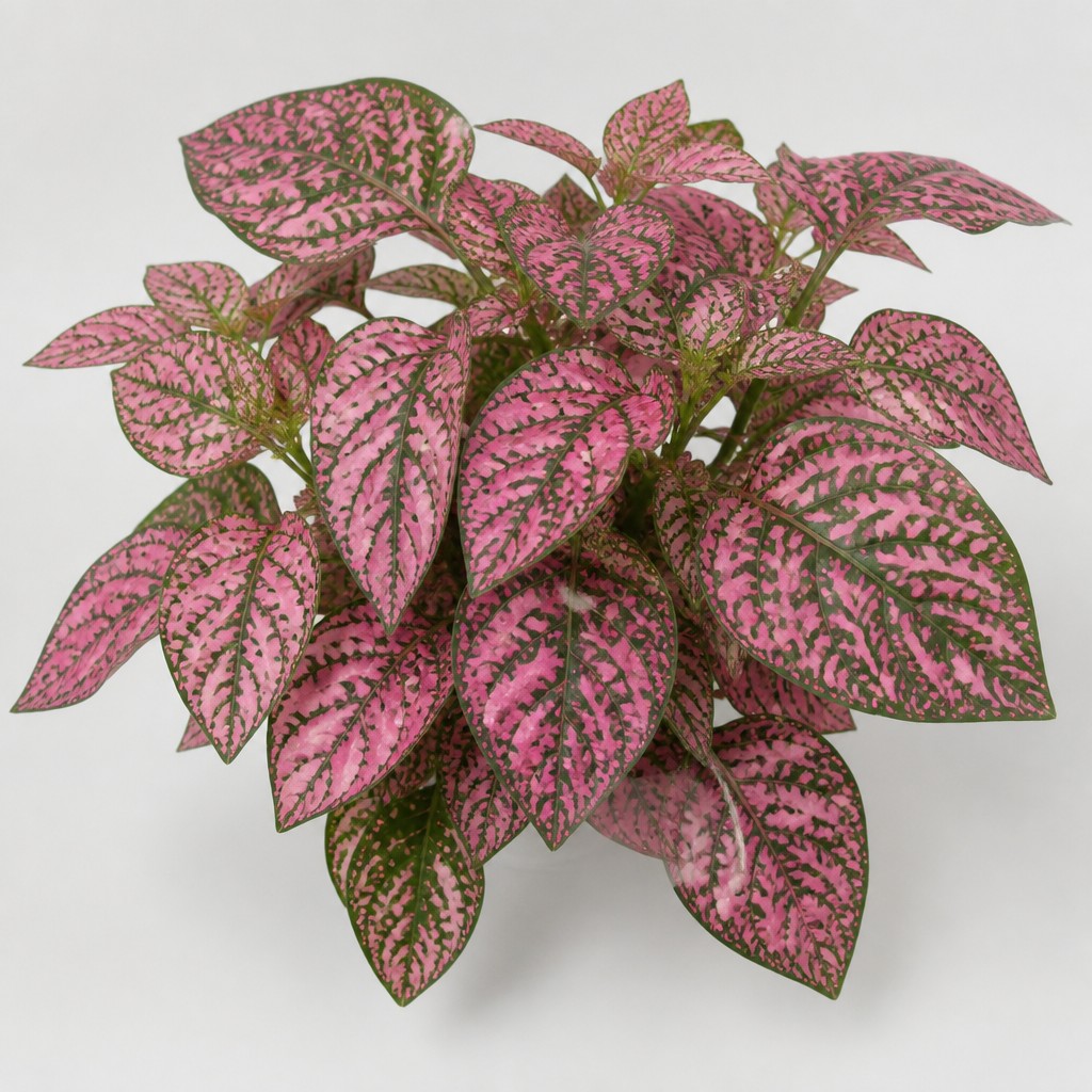 Polka Dot Plant