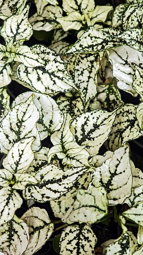 Polka Dot Plant
