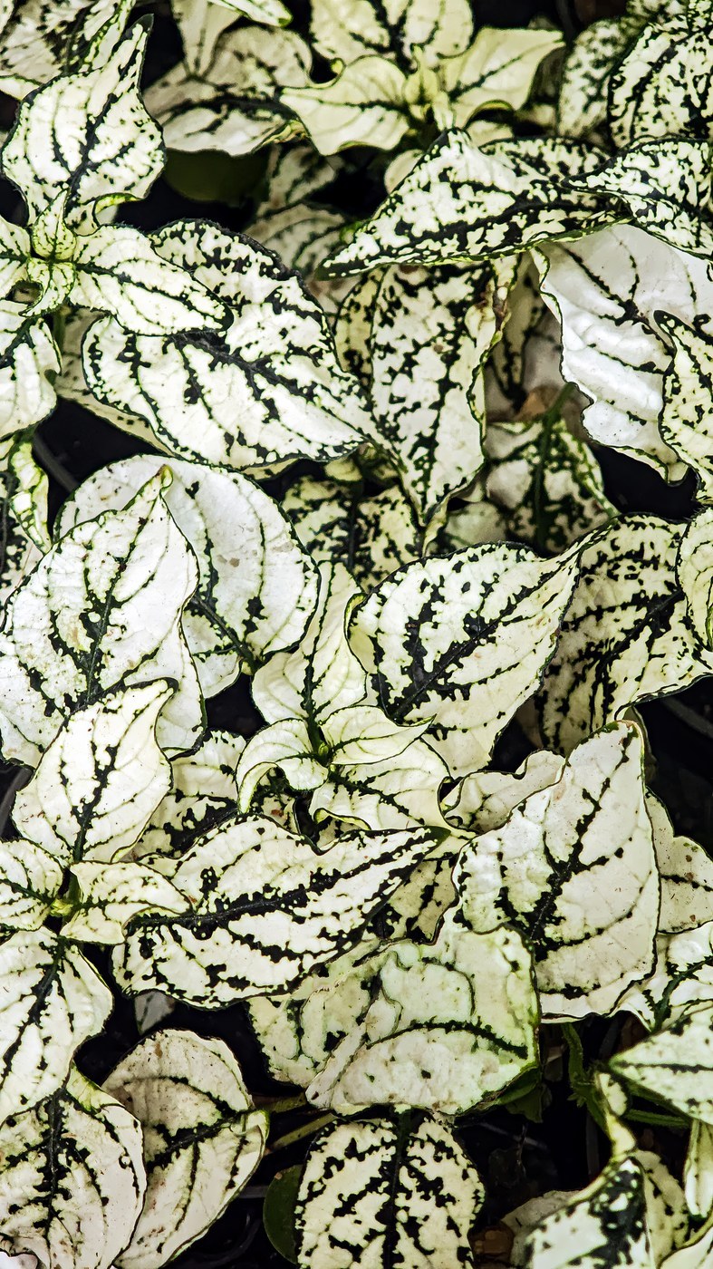 How to Care for Polka Dot Plant
