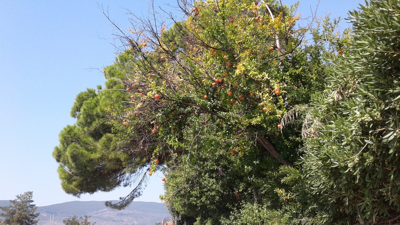 How to Care for Pomegranate Tree