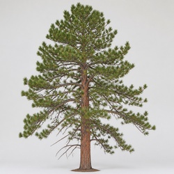 Ponderosa Pine