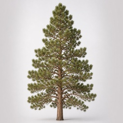Ponderosa Pine Identification Guide