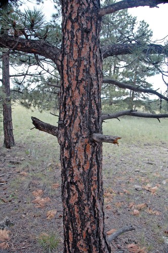 Ponderosa Pine