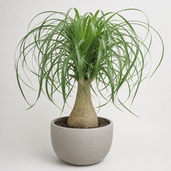 Ponytail Palm Identification Guide