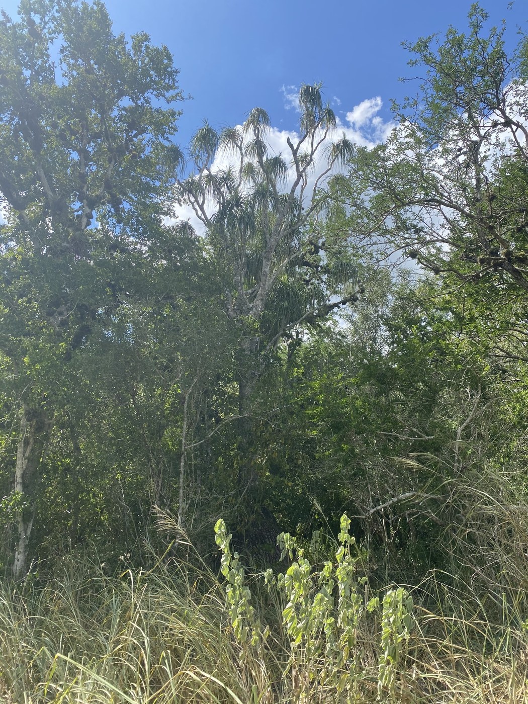 How to Care for Ponytail Palm