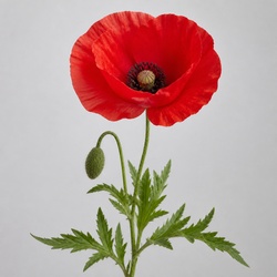 Poppy Identification Guide