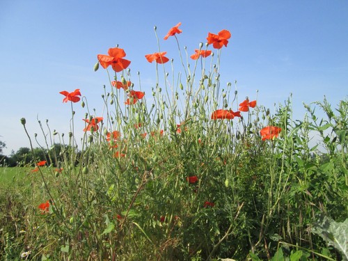 Poppy