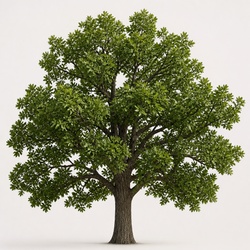 Post Oak Identification Guide