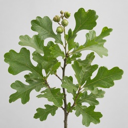 Post Oak