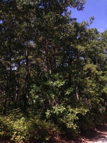 Post Oak