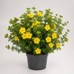 Potentilla Identification Guide