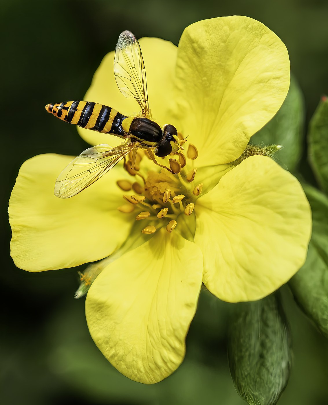 How to Care for Potentilla