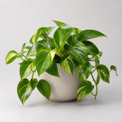 Pothos Identification Guide