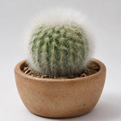 Powder Puff Cactus Identification Guide