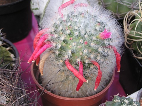 Powder Puff Cactus