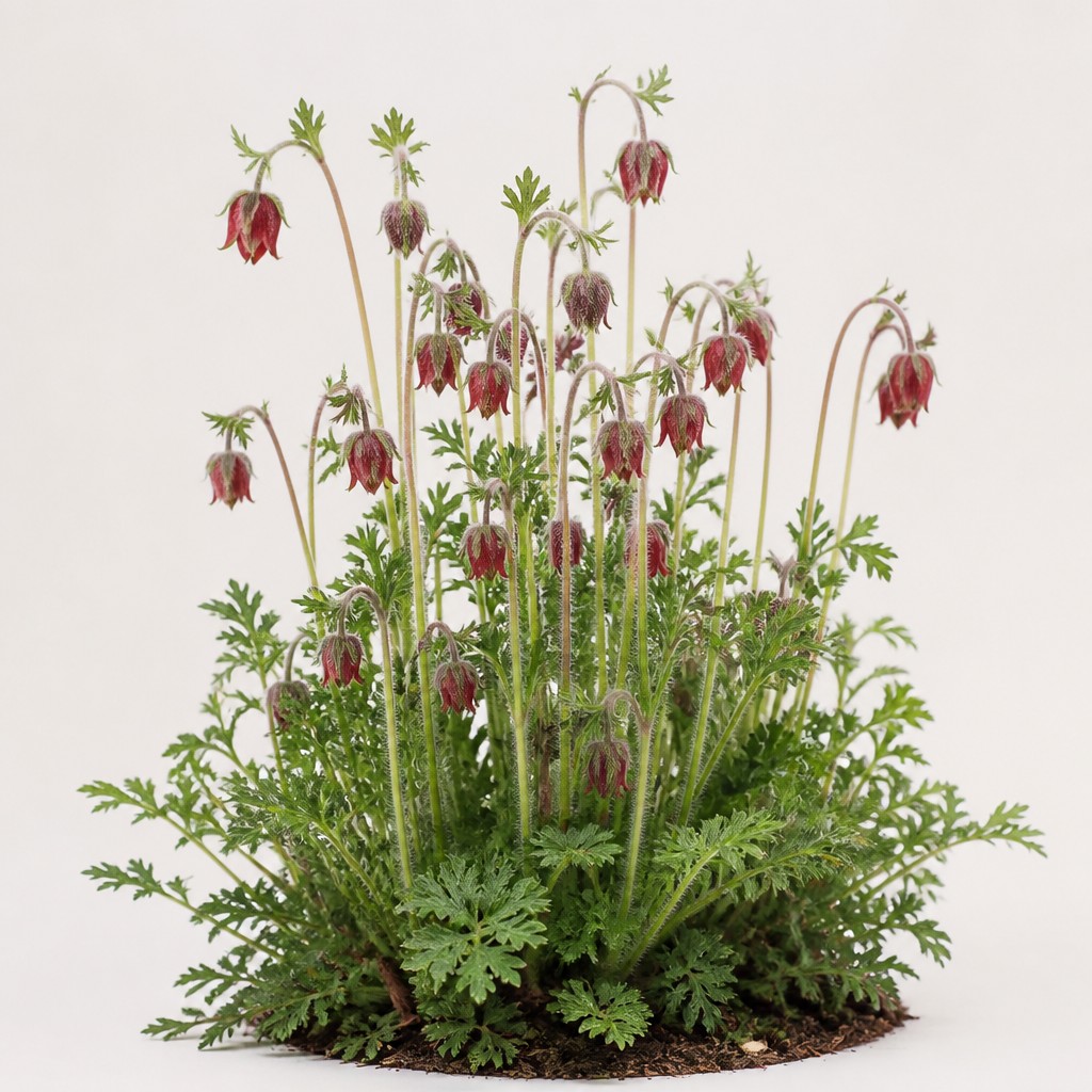 Prairie Smoke