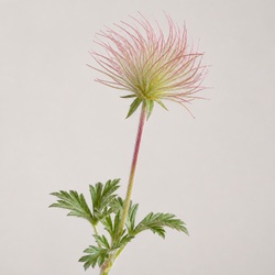 Prairie Smoke Identification Guide