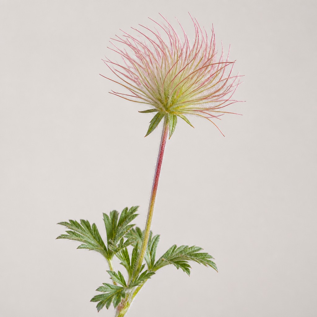 Prairie Smoke