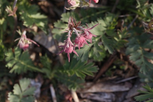 Prairie Smoke