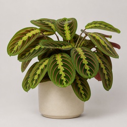 Prayer Plant Identification Guide