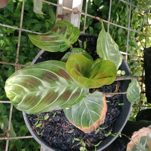 Prayer Plant