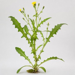Prickly Lettuce Identification Guide