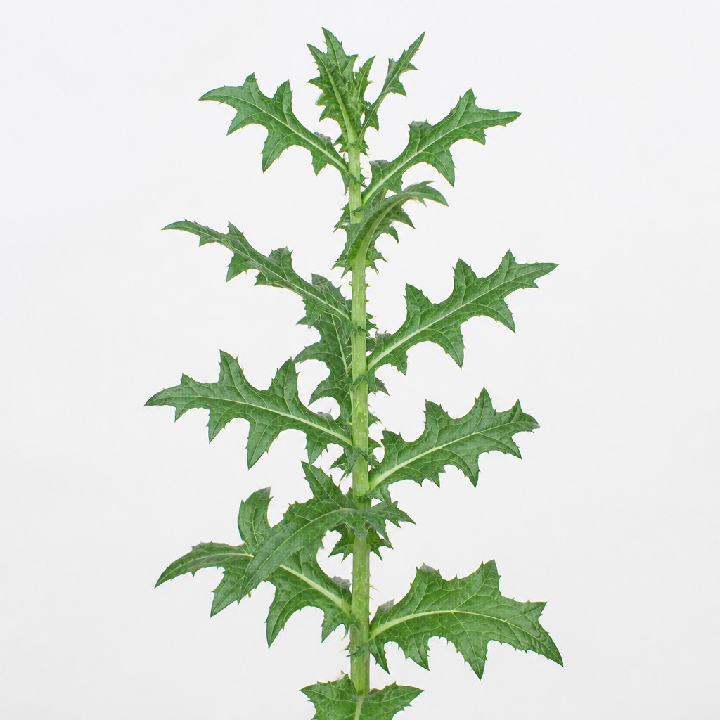 Prickly Lettuce