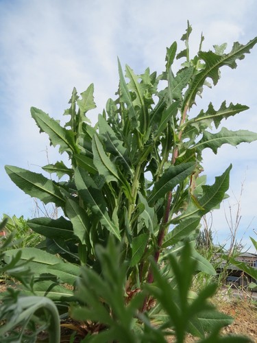 Prickly Lettuce