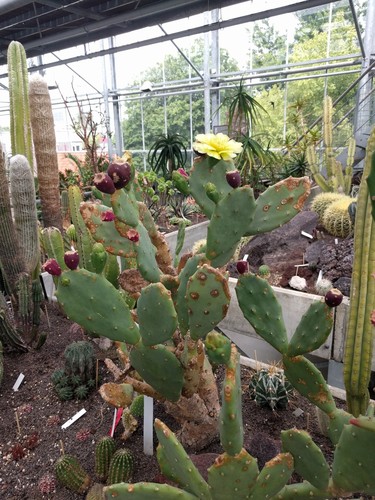 Prickly Pear Cactus