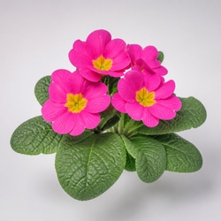 Primrose Identification Guide