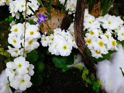 Primrose
