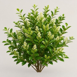 Privet Identification Guide