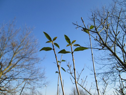 Privet