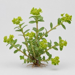 Prostrate Spurge Identification Guide