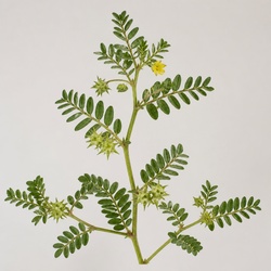 Puncturevine Identification Guide