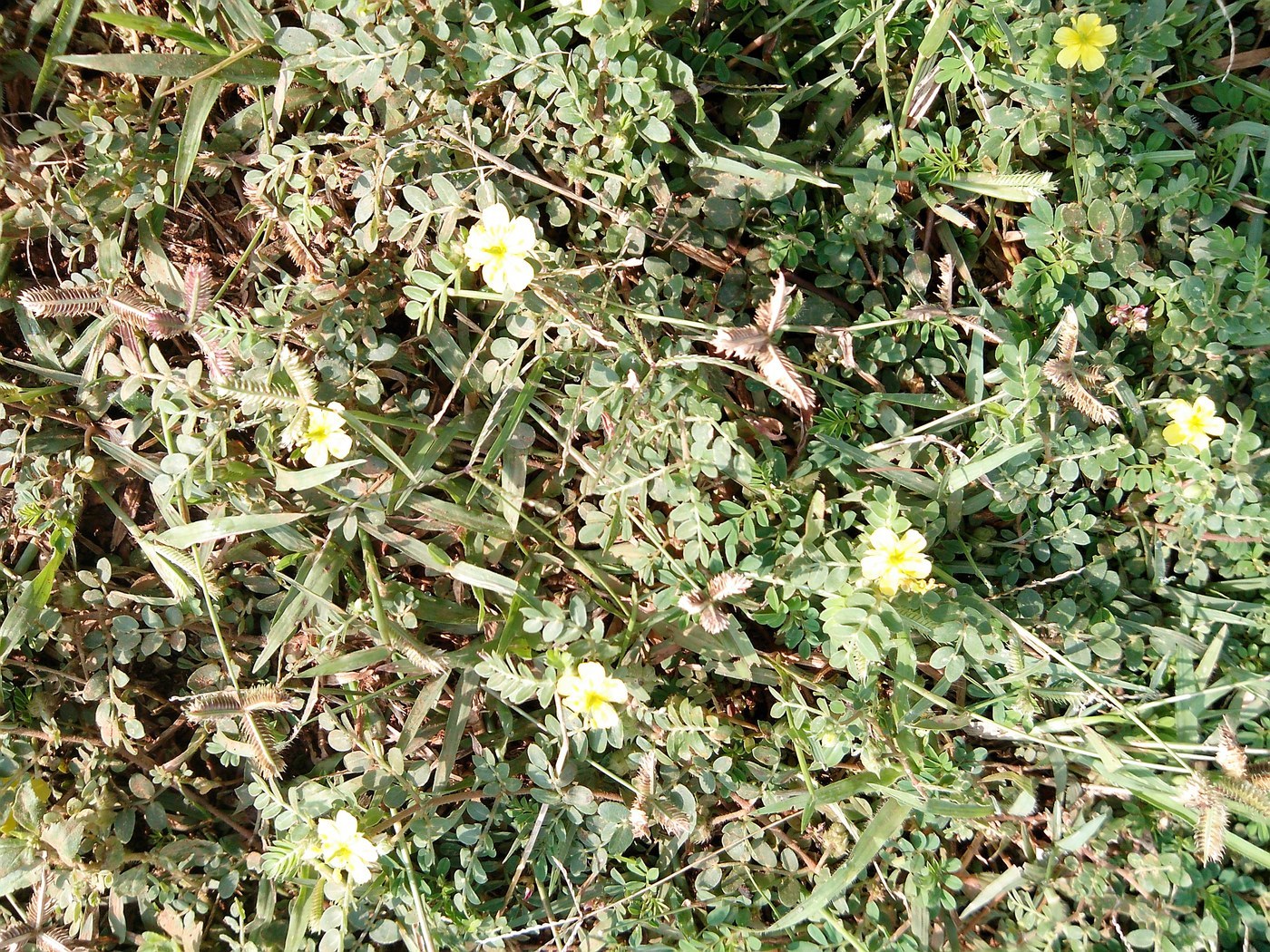 How to Care for Puncturevine