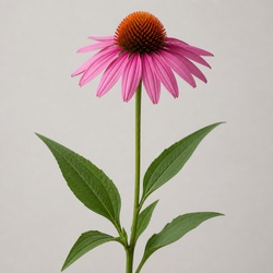 Purple Coneflower Identification Guide