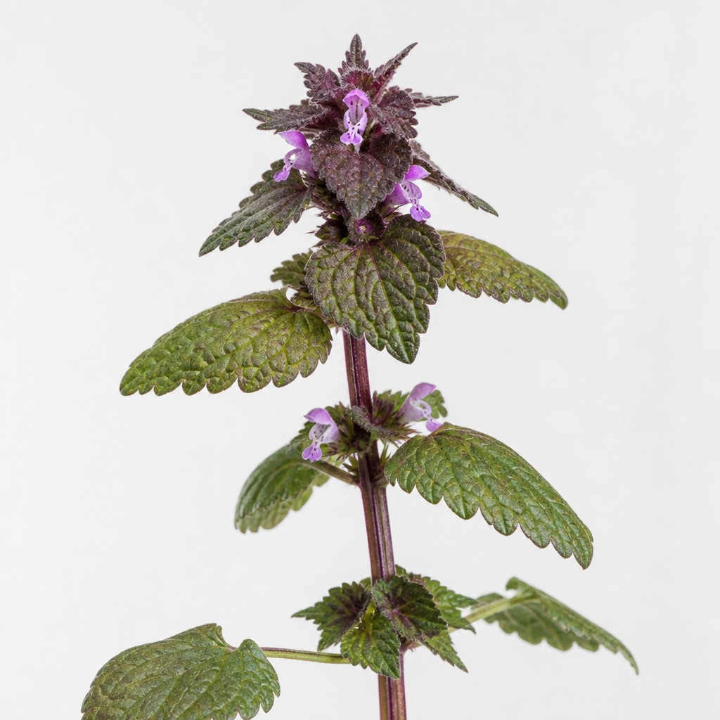 Purple Deadnettle
