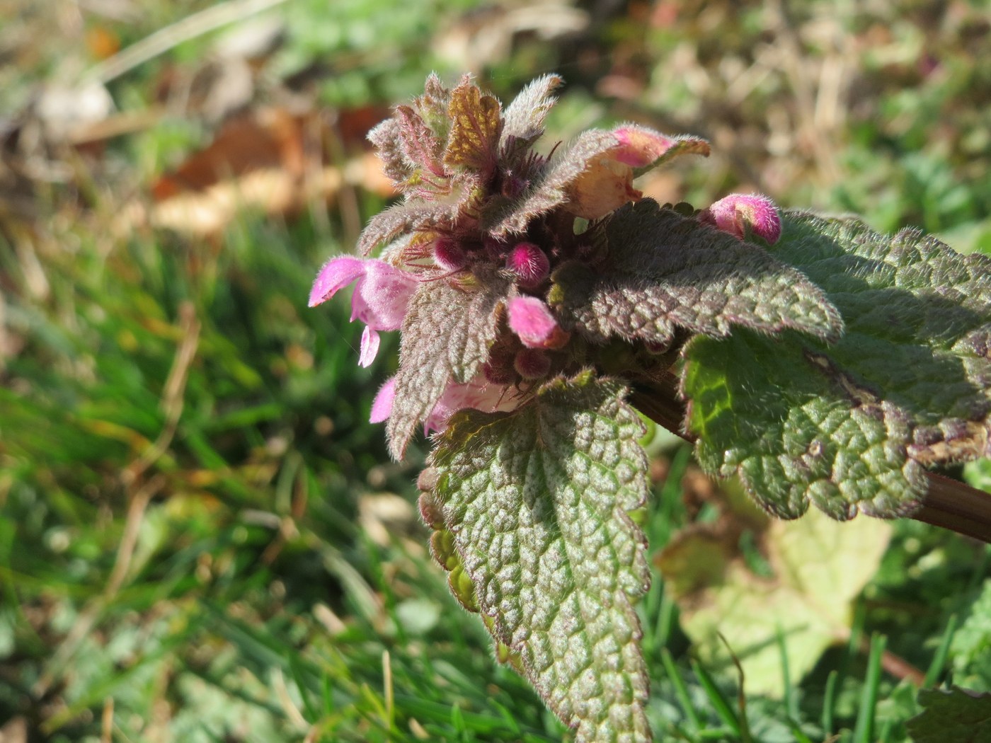 How to Care for Purple Deadnettle
