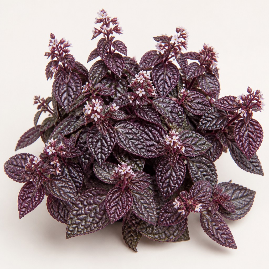 Purple Waffle Plant
