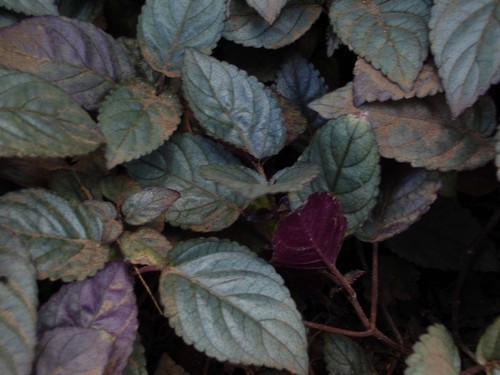 Purple Waffle Plant