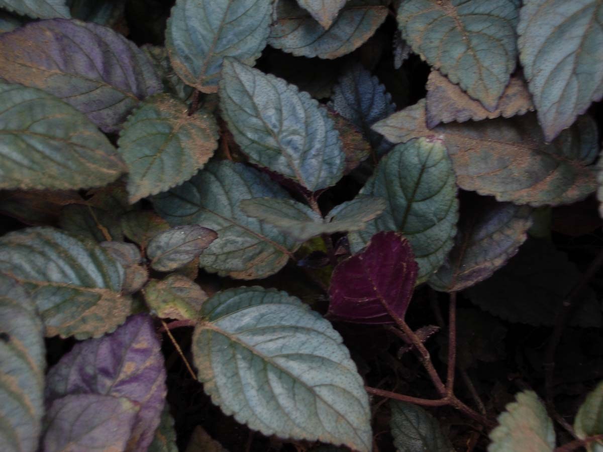 Purple Waffle Plant