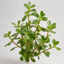 Purslane Identification Guide