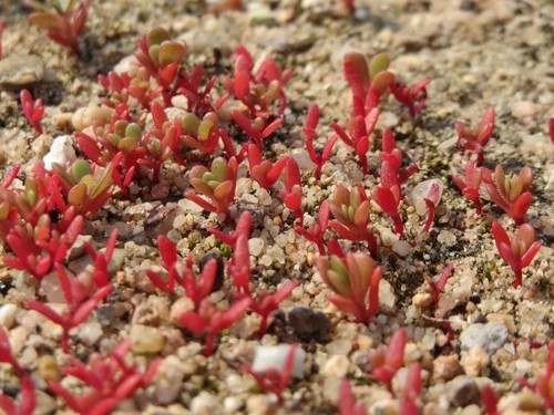 Purslane