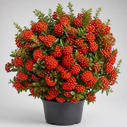 Pyracantha Identification Guide