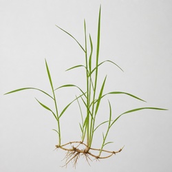 Quackgrass Identification Guide