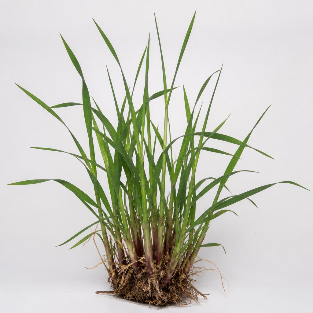 Quackgrass